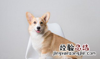 梦见狗咬自己的手好不好 梦见狗咬自己的手什么征兆