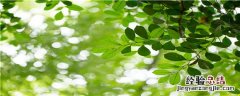 发财树浇水怎么浇 发财树浇水怎么浇?