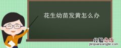 花生苗发黄怎么回事 花生幼苗发黄怎么办