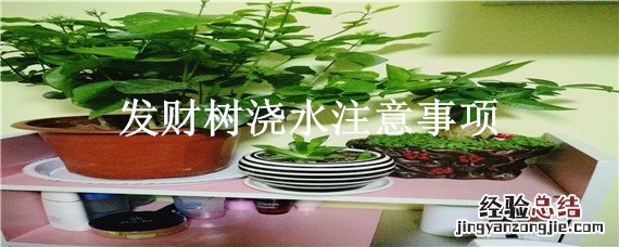 发财树如何浇水?发财树浇水技巧 发财树浇水注意事项