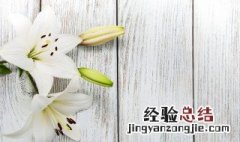 百合花的功效有什么 百合花的功效是什么