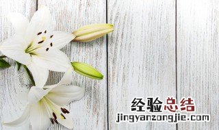 百合花的功效有什么 百合花的功效是什么