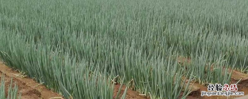 大葱移栽后用什么除草剂，移栽后马上浇水吗