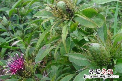 河南中药材种植 河南中药材种植基地