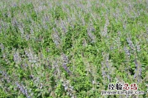 河南中药材种植 河南中药材种植基地