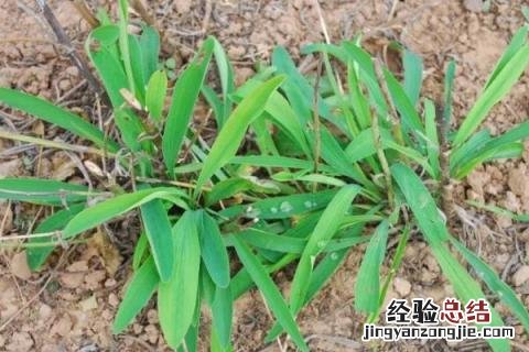 河南中药材种植 河南中药材种植基地