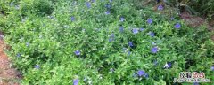 河南中药材种植 河南中药材种植基地