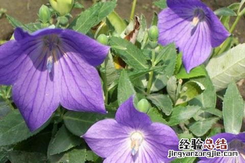 河南中药材种植 河南中药材种植基地