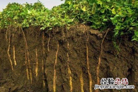 河南中药材种植 河南中药材种植基地