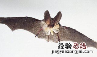 蝙蝠吃什么食物 关于蝙蝠的小知识