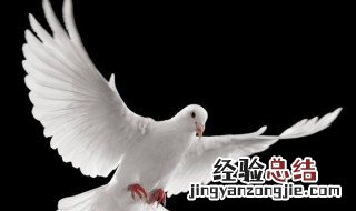 鸽子的营养价值 鸽子的营养价值及功效与禁忌