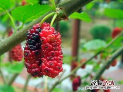还记得桑树果吗是什么歌 还记得桑树果吗
