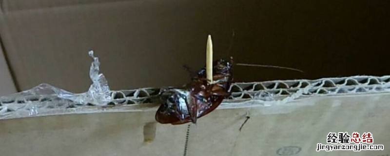 大蟑螂从哪里来的 小蟑螂从哪里来的