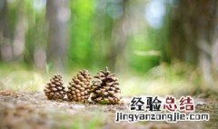松果有什么作用与营养成分 松果含有什么营养