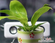 养殖金钻 红钻金钻的养殖方法