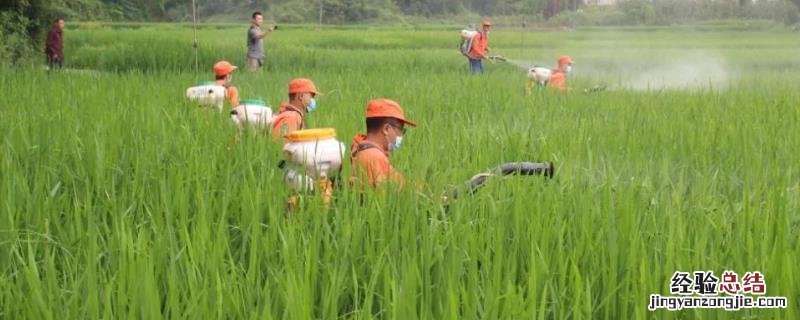 二氯喹啉酸的除草剂特性、适用范围和使用方法?二氯喹啉酸主要杀什么草
