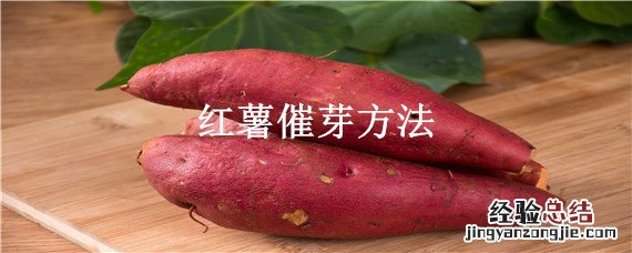 红薯催芽方法 红薯催芽的方法