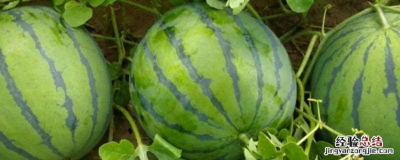 西瓜属水果类吗 西瓜属于什么性水果