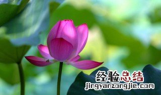 长期饮用荷叶茶有危害吗 长期服用荷叶茶的害处