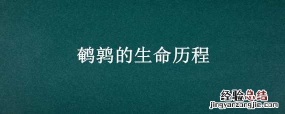 鹌鹑的生命历程 鹌鹑的生命历程图解