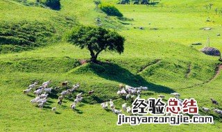 关山牧场几月份去比较好 关山牧场几月份去合适