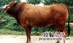老成历练是什么动物 是牛