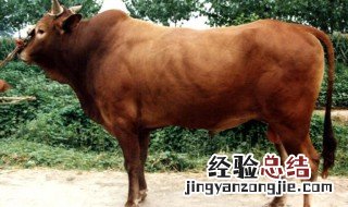老成历练是什么动物 是牛