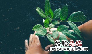 植树造林的好处作文900字 植树造林的好处作文900字例文