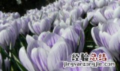 番红花的功效与作用 关于番红花的功效与作用