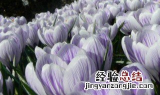 番红花的功效与作用 关于番红花的功效与作用