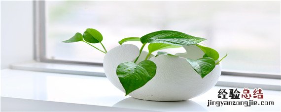 赤霉素盆景树桩发芽 盆景用赤霉素催芽方法