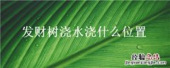 发财树浇水怎么浇法 发财树浇水浇什么位置