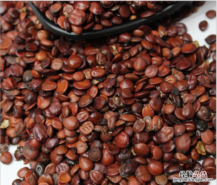 炒枣仁的药效 炒枣仁的药性有哪些呢