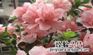 西洋鹃什么时候修剪 西洋鹃什么时候移栽