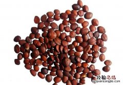 炒枣仁粉的作用和功效 炒枣仁粉的作用和功效与禁忌