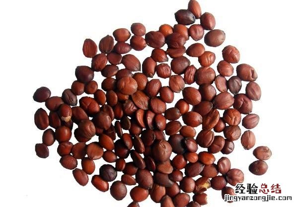 炒枣仁粉的作用和功效 炒枣仁粉的作用和功效与禁忌