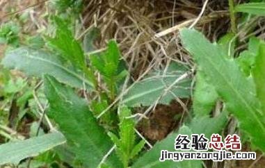 刺儿菜怎么吃 刺儿菜怎么吃法