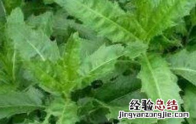 刺儿菜怎么吃 刺儿菜怎么吃法