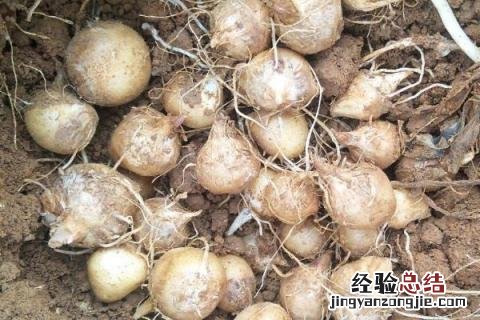 种药材一年一收的有几种 什么药材种一次年年收