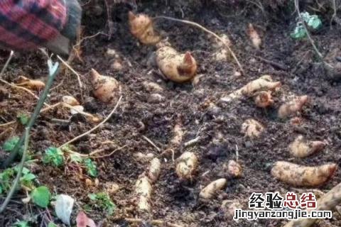 种药材一年一收的有几种 什么药材种一次年年收