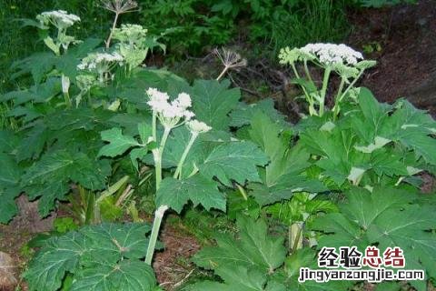 种药材一年一收的有几种 什么药材种一次年年收