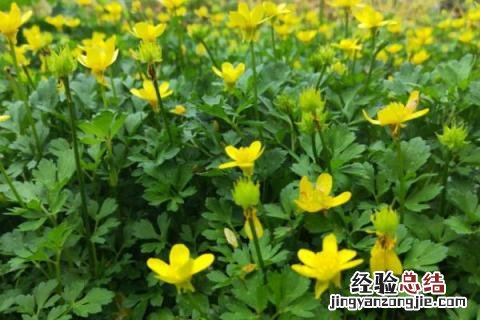 种药材一年一收的有几种 什么药材种一次年年收