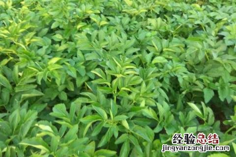 种药材一年一收的有几种 什么药材种一次年年收