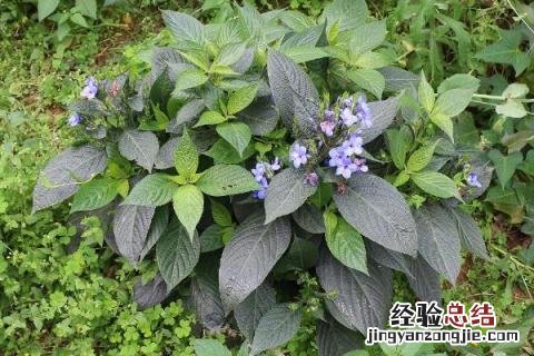 种药材一年一收的有几种 什么药材种一次年年收