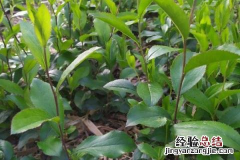 长珠药材的种植 长珠药材的种植效益