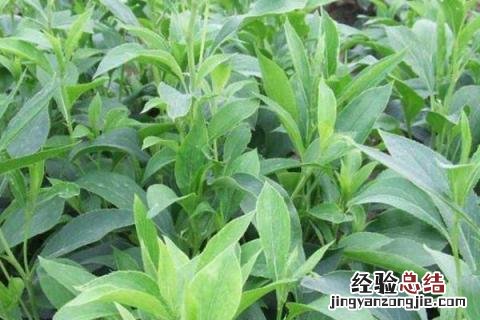 长珠药材的种植 长珠药材的种植效益