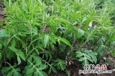 长珠药材的种植 长珠药材的种植效益
