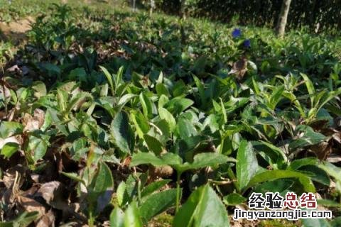 长珠药材的种植 长珠药材的种植效益