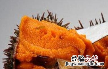 活海胆怎么保存过夜 活海胆怎么保存