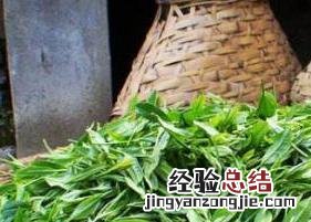 春尖和毛尖的区别 春尖和毛尖的区别在哪里